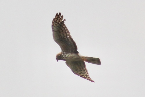 Northern Harrier