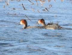 Tachybaptus pelzelnii