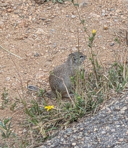 Wyoming Ground Squirrel observed by maycat