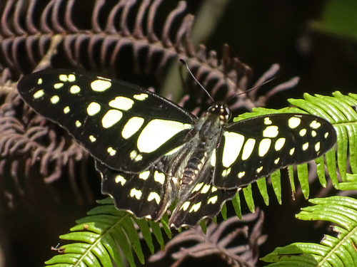 Madagascan Graphium