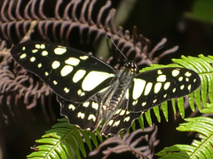Graphium cyrnus