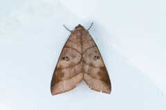 Thyas coronata