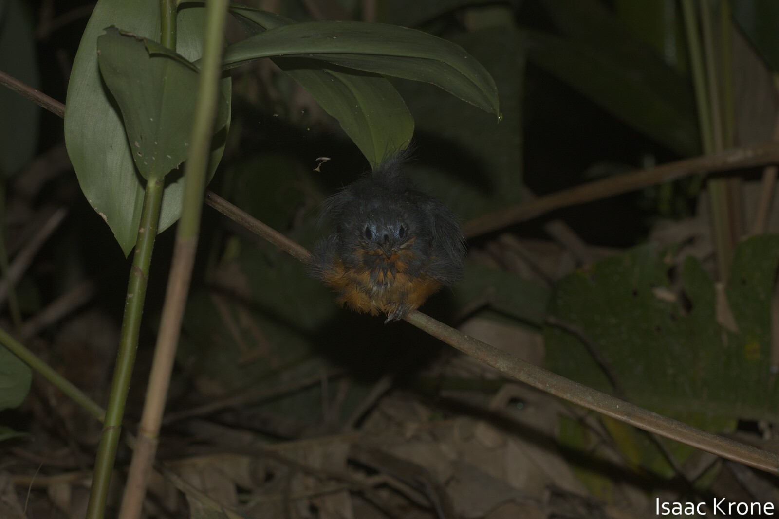 Plumbeous Antbird illustration