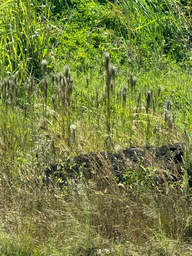 Schizachyrium microstachyum observed 2025-08-15