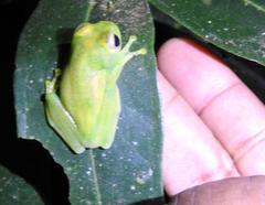 Boophis luteus