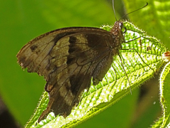 Papilio oribazus