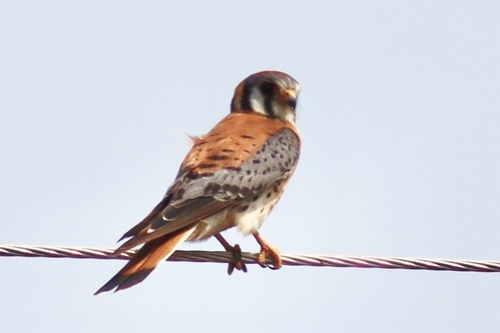American Kestrel