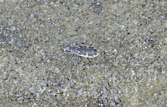 Ellipsoptera marginata