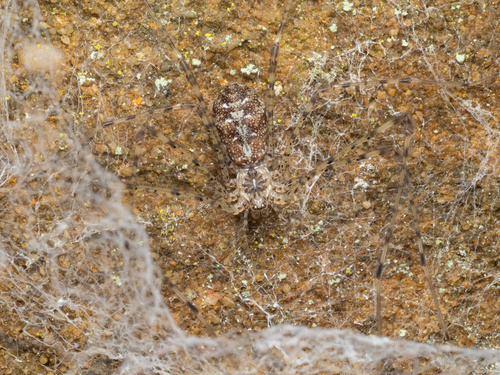 Thorell's Lampshade-web Spider photo 5