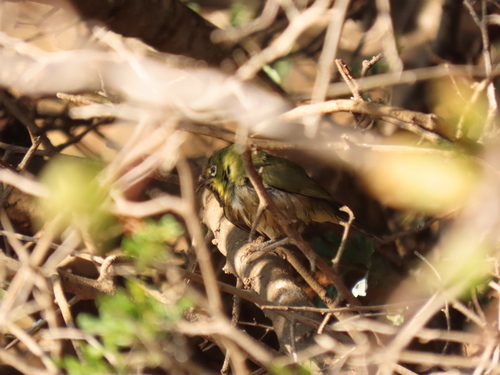 Orange River White-eye (Zosterops pallidus), photo 6