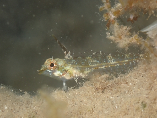 Tripterygion tripteronotum