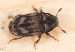 Hylesinus aculeatus