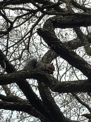 Sciurus carolinensis