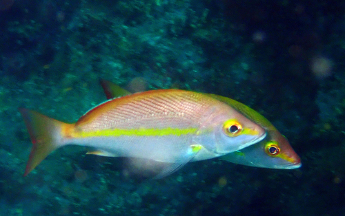 Yellowbanded snapper (Lutjanus adetii) — Lutjanidae
