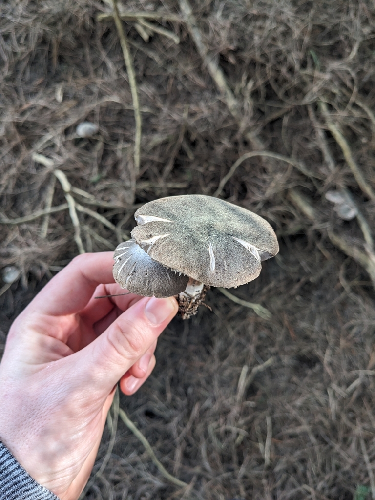 Tricholoma terreum · August 2025 · photo: © haydenj (iNaturalist, cc-by)