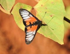 Acraea strattipocles