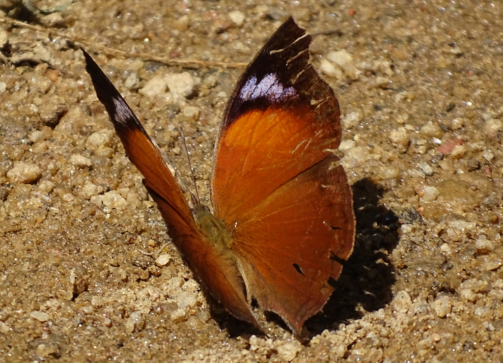 Salamis anteva