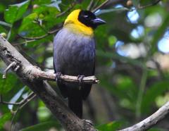 Ploceus nelicourvi