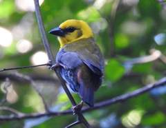 Ploceus nelicourvi