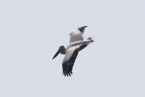 American White Pelican