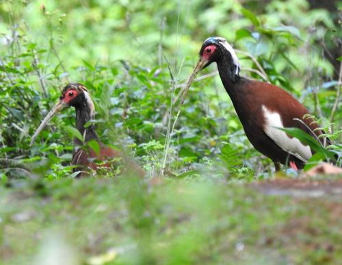Madagascar Ibis