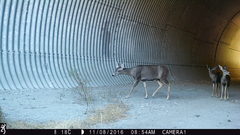Odocoileus hemionus