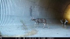 Odocoileus hemionus