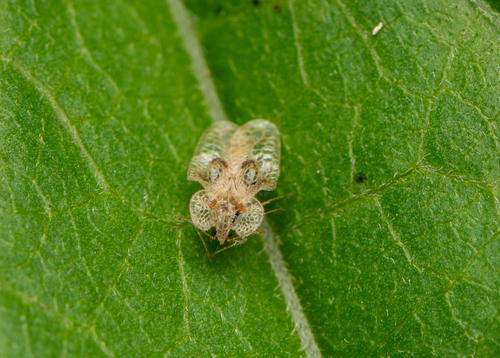 Oak lace bug photo 6