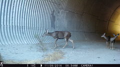 Odocoileus hemionus