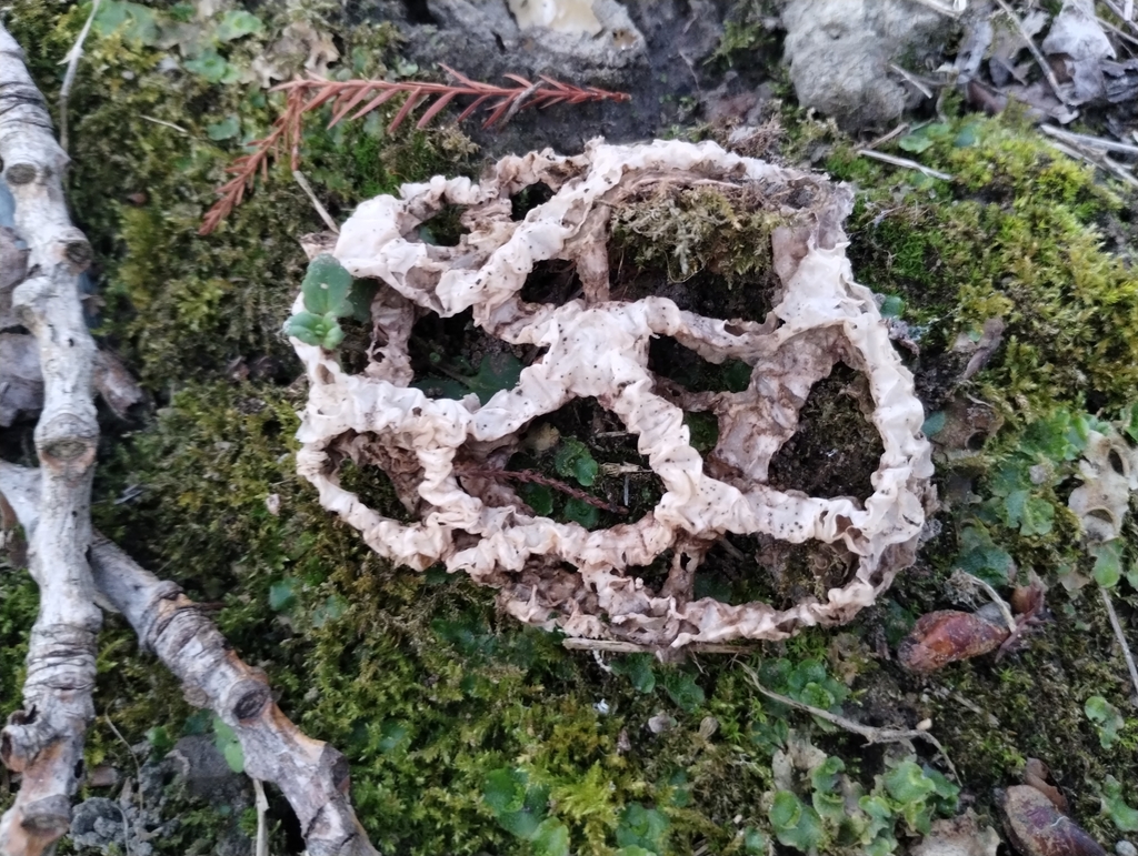 Ileodictyon cibarium · August 2025 · photo: © notdoriangray (iNaturalist, cc-by)