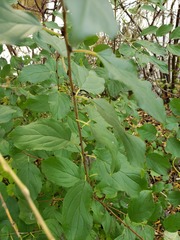 Rhamnus cathartica