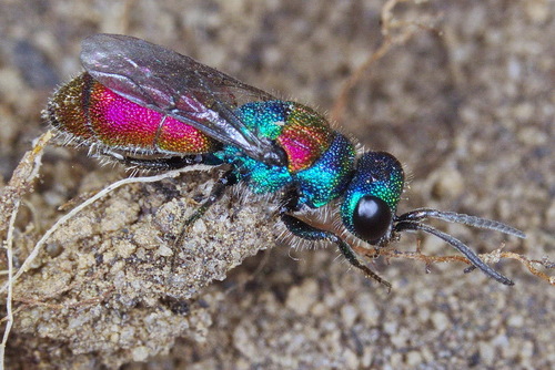 Chrysis succincta
