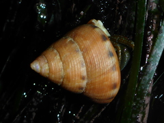 Calliostoma gloriosum