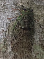 Dyticopycna semiclara