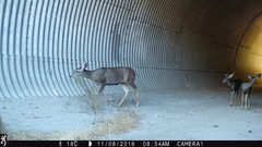 Odocoileus hemionus