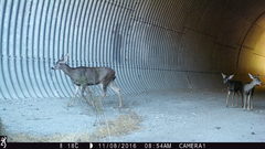 Odocoileus hemionus