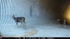Odocoileus hemionus