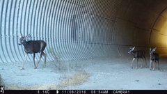 Odocoileus hemionus