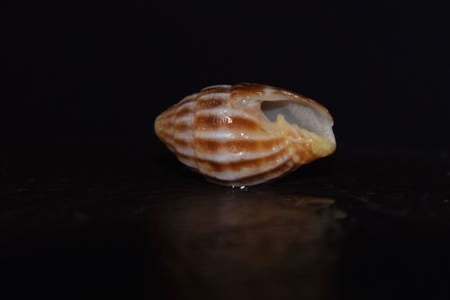 Vexillum lautum observed 2016-07-30