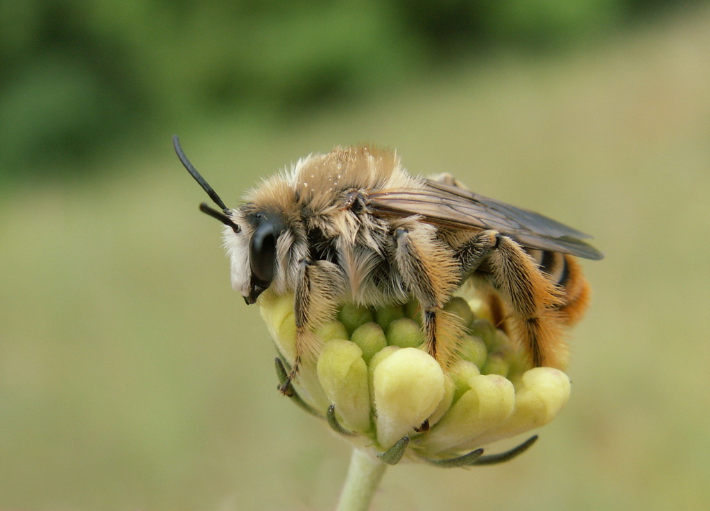 Dasypoda aurata