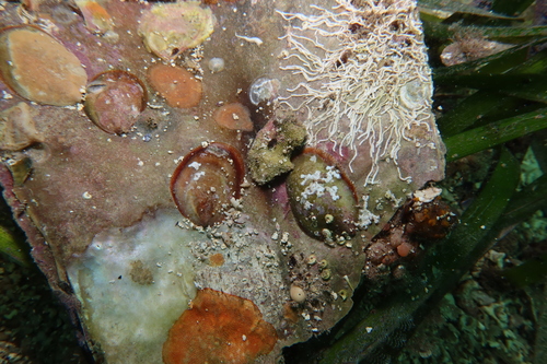 Maoricrypta immersa observed 2025-08-09