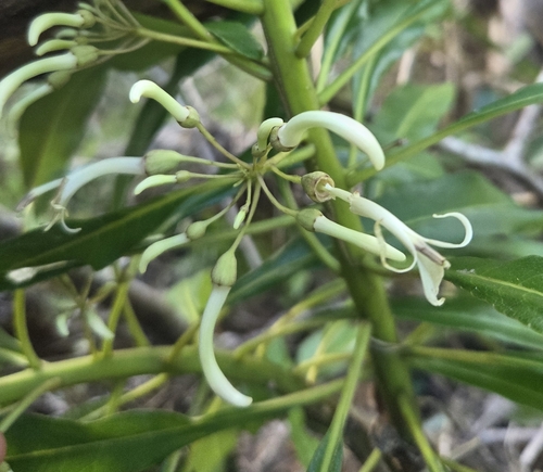 Cyanea spathulata observed 2025-08-04