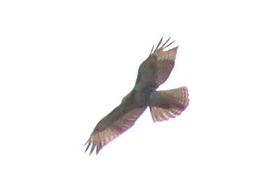 Red-tailed Hawk