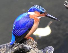 Corythornis vintsioides