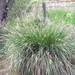 Carex paniculata - Photo (c) myself, alguns direitos reservados (CC BY-SA)