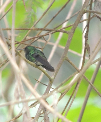 White-tailed Emerald (Microchera chionura)