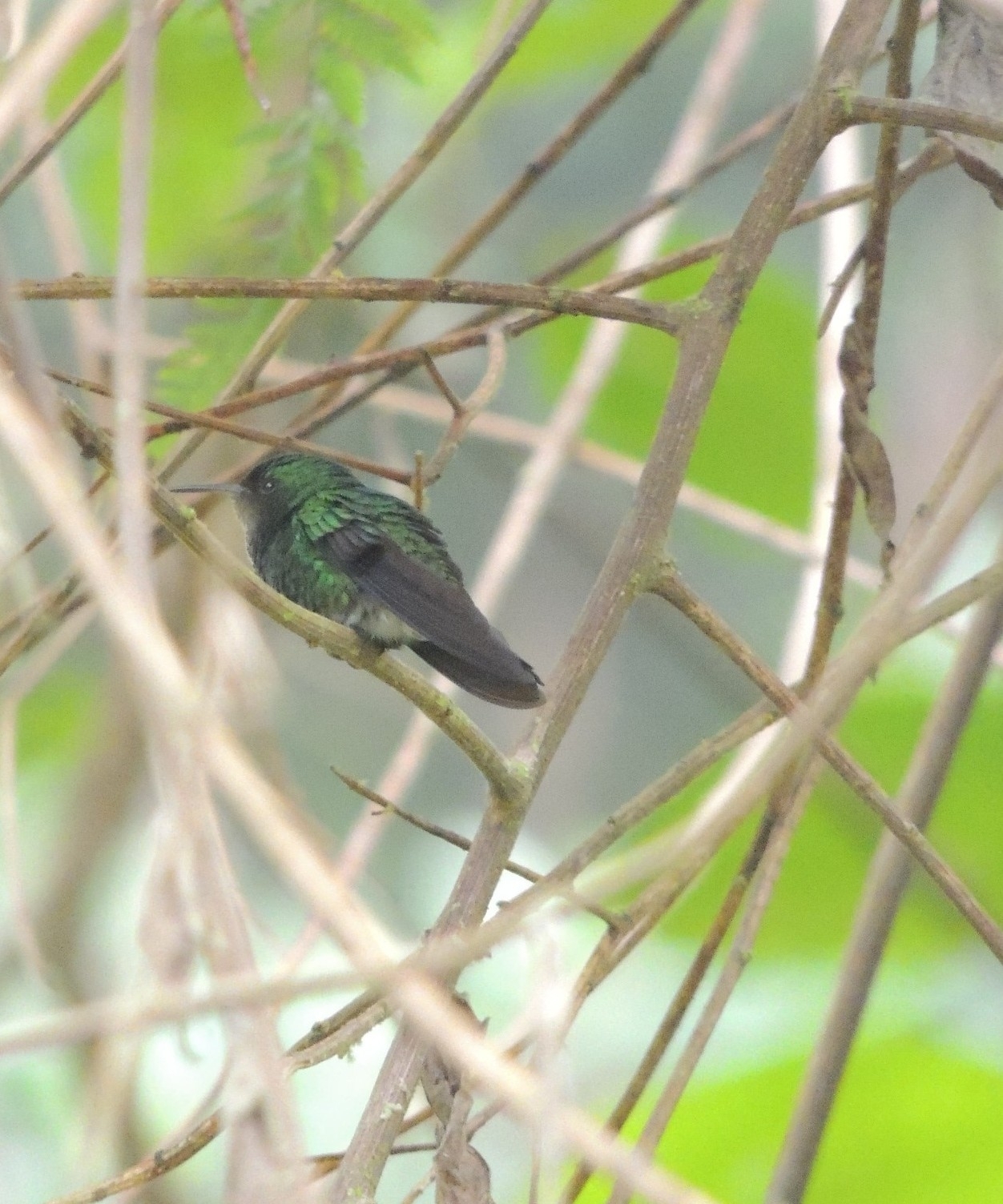 White-tailed Emerald (Microchera chionura), photo 1