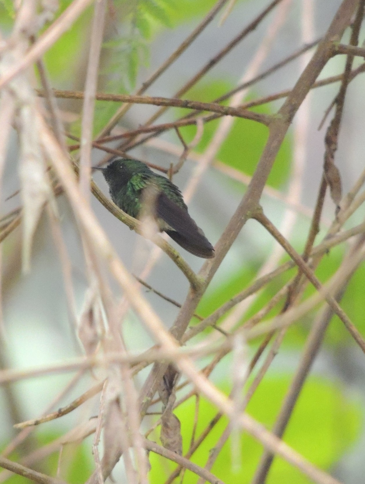 White-tailed Emerald (Microchera chionura), photo 2