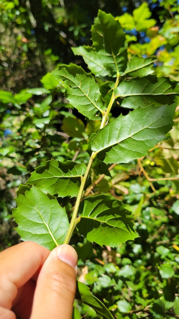 American subevergreen oak complex