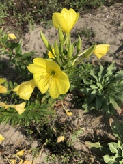 Oenothera stucchii